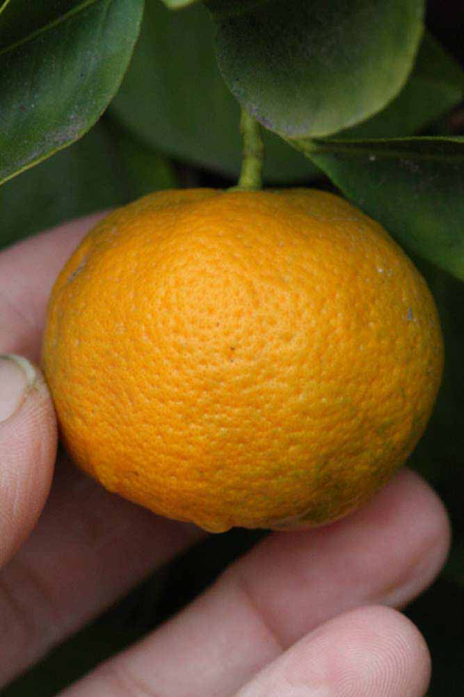              Fruit (Riverside, CA)       